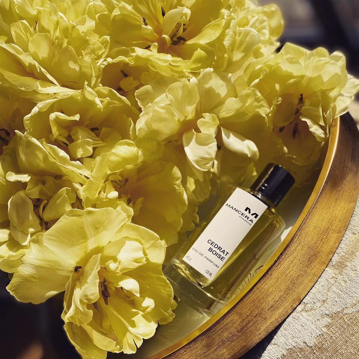 Cedroit-Bois by Mancera, the explorer perfume